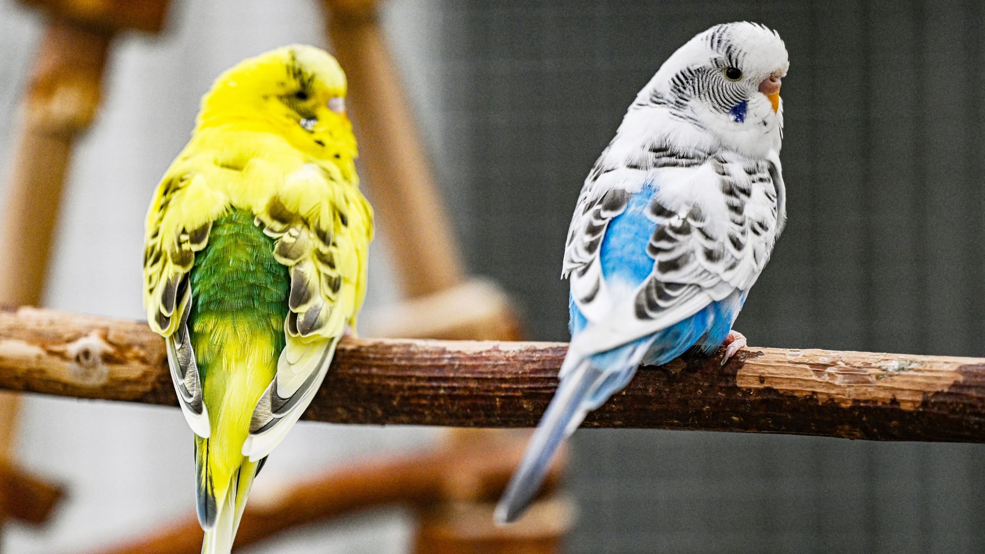 Wellensittiche auf einem Ast (Symbolbild): In Braunschweig werden 36 Vögel vermittelt.