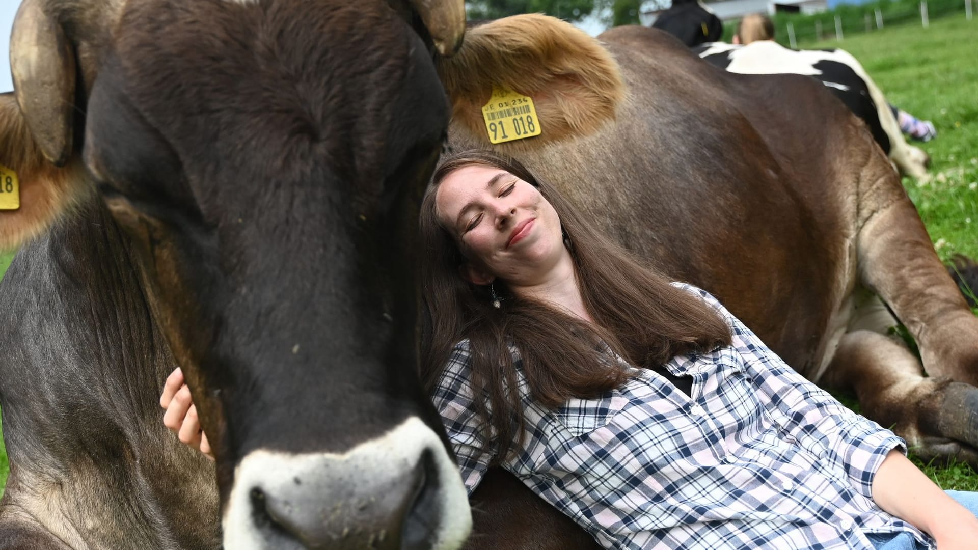 Kuh-Kuscheln beim Hof Lüttje Drööm in Jevenstedt