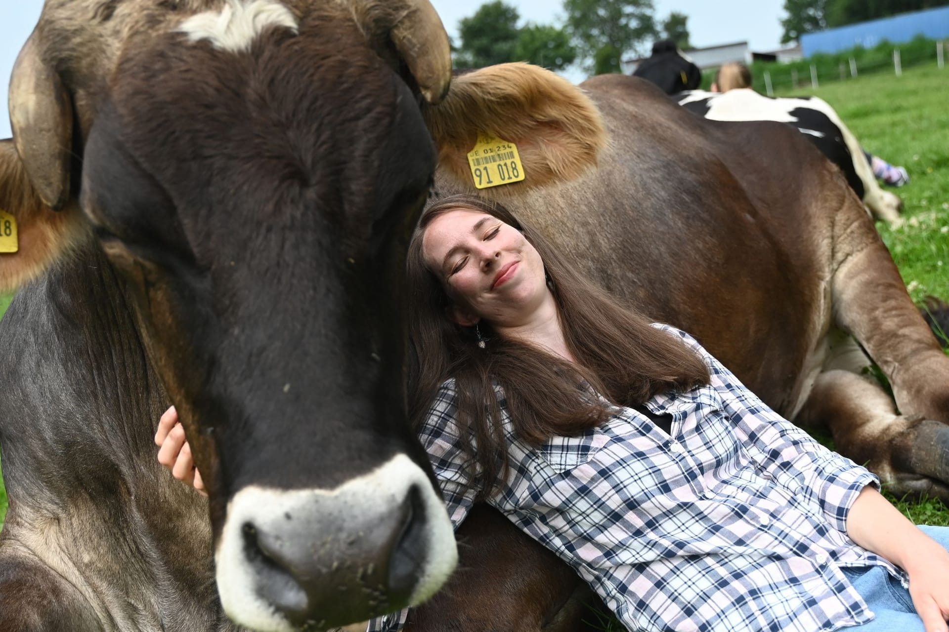 Kuh-Kuscheln beim Hof Lüttje Drööm in Jevenstedt