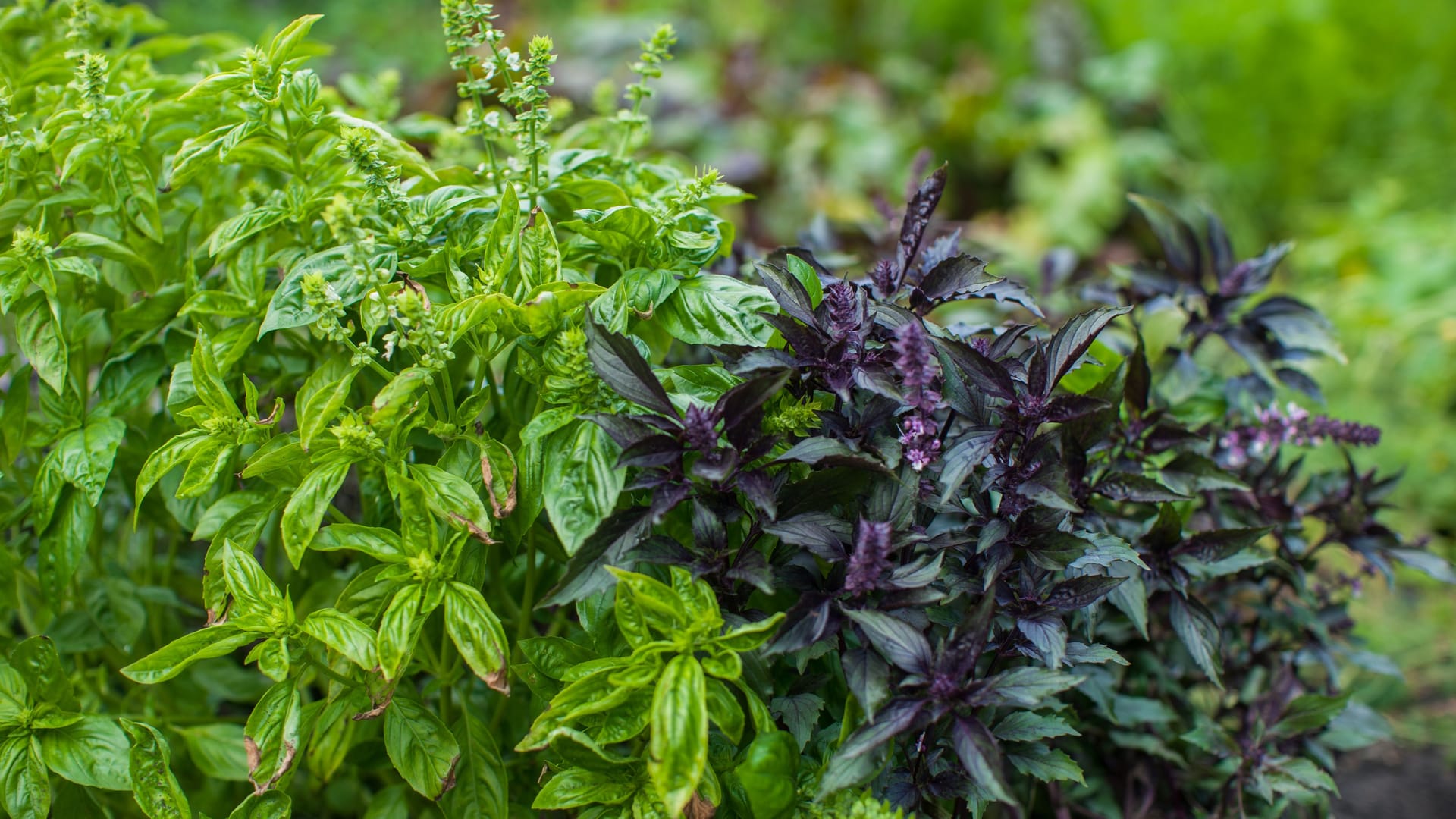 Fresh harvesting basil