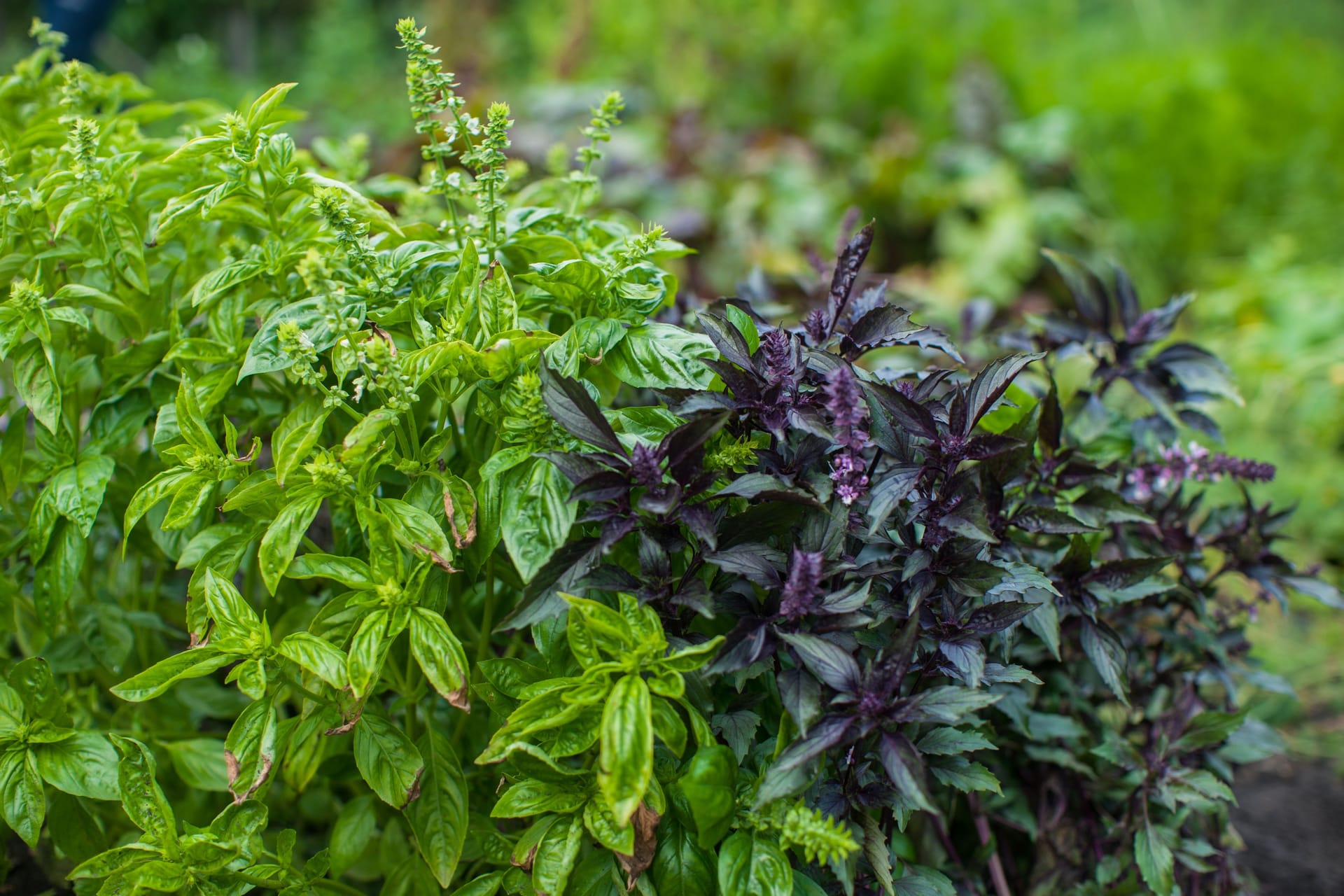 Fresh harvesting basil