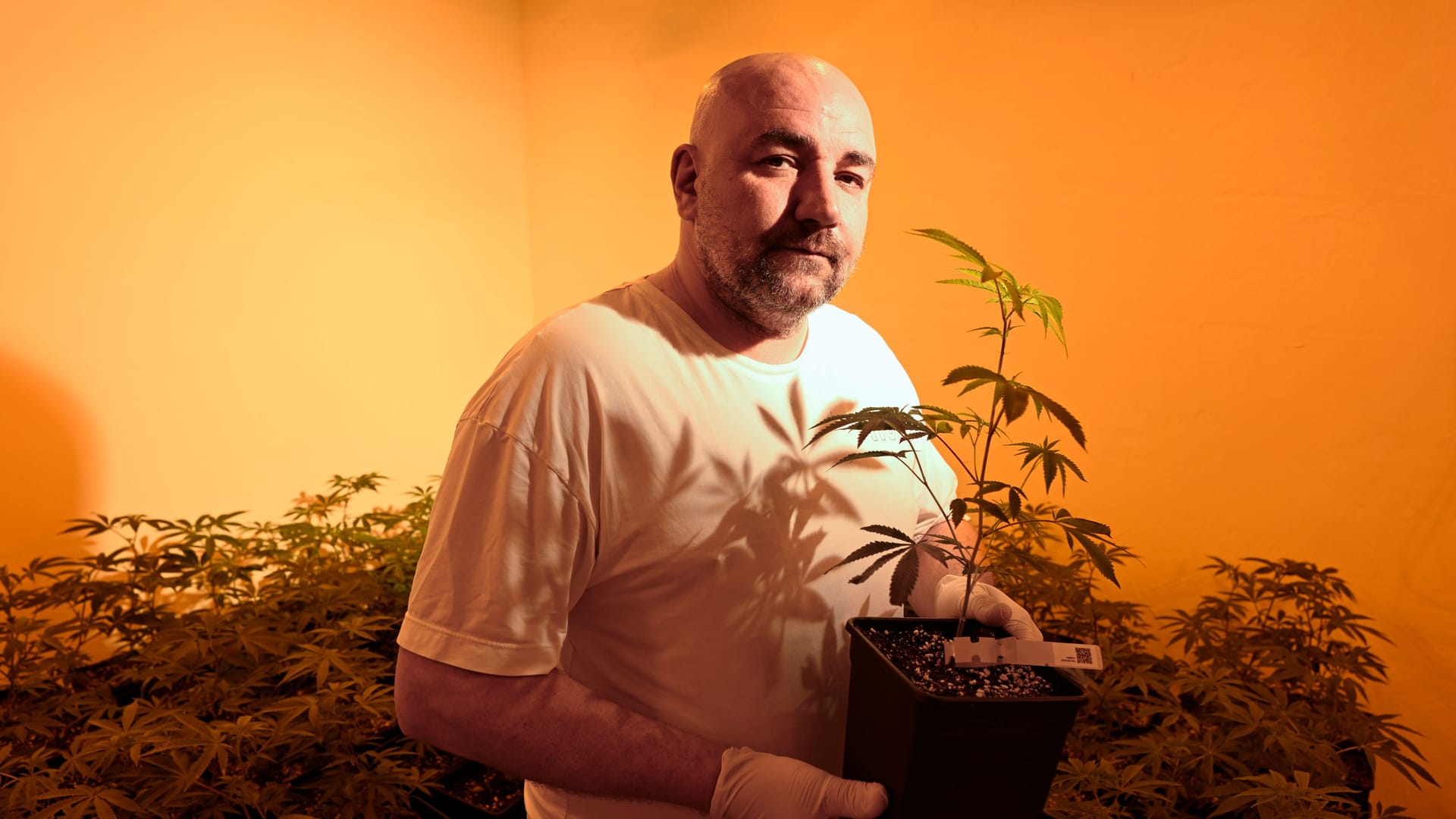 Besuch beim Cannabis Social Club in Herne: Vereinsgründer Marcel Zimmermann mit Cannabispflanzen.