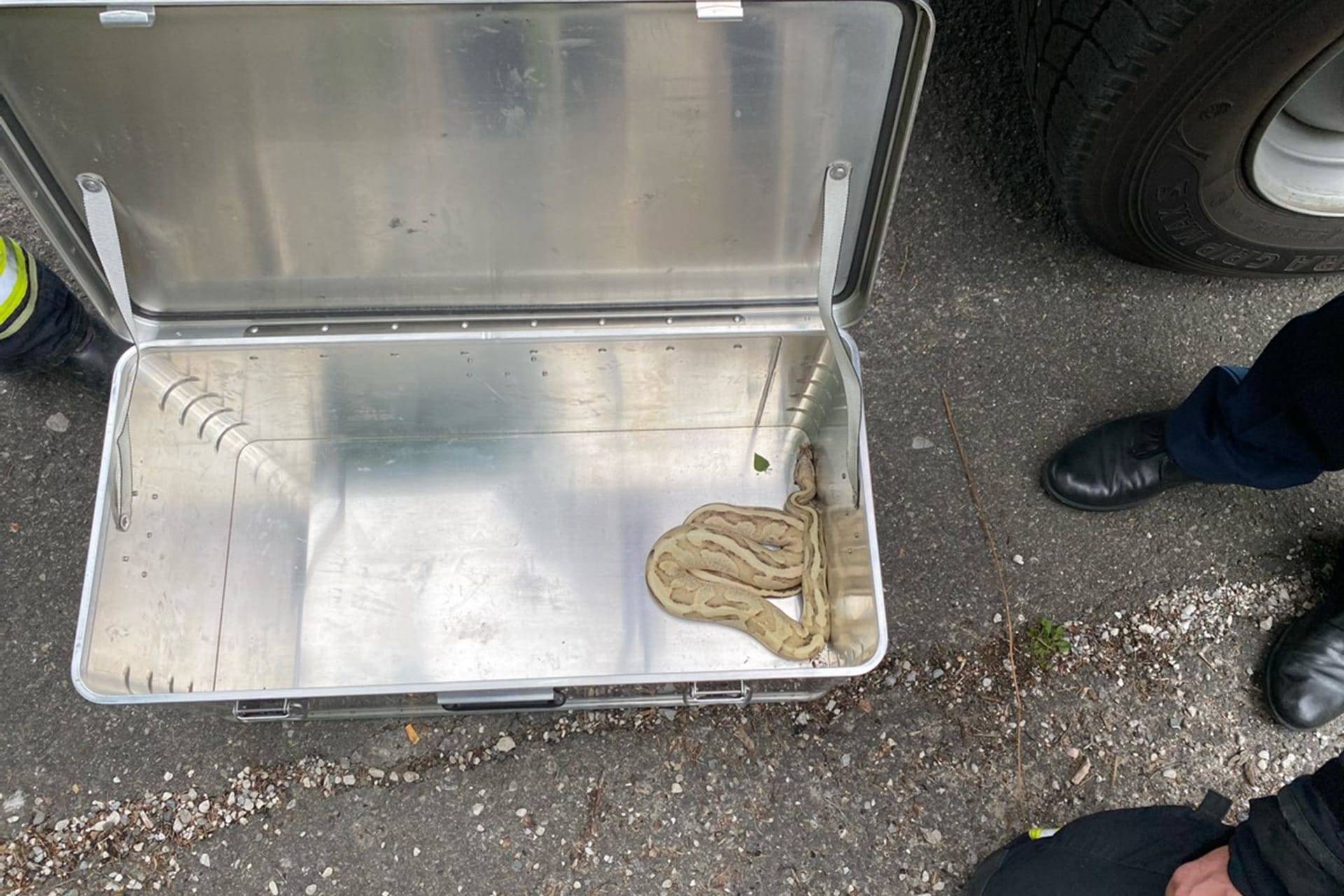 Eine Königspython liegt in einer Metallkiste. Das Tier war in Seehausen am Staffelsee (Landkreis Garmisch-Partenkirchen) auf einem Briefkasten entdeckt worden.