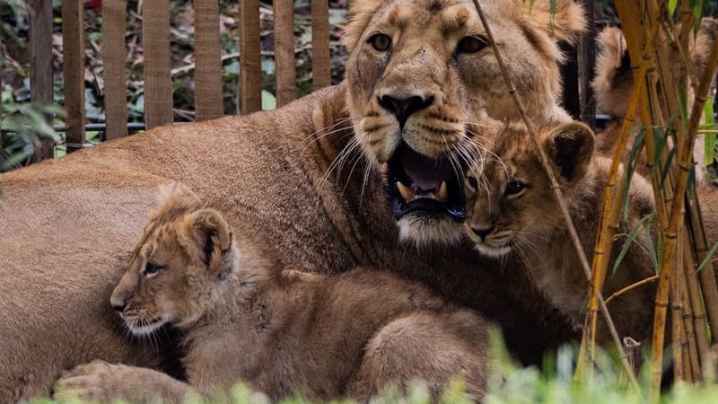 Löwin Gina mit ihrem im Januar 2024 geborenen Nachwuchs (Archivbild): Die Löwenmutter nahm ihren neuen Nachwuchs nicht an, weil sie sich weiter um die schon älteren Kinder kümmern wollte. Löwin Gina mit ihrem im Januar 2024 geborenen Nachwuchs (Archivbild): Die Löwenmutter nahm ihren neuen Nachwuchs nicht an, weil sie sich weiter um die schon älteren Kinder kümmern wollte.