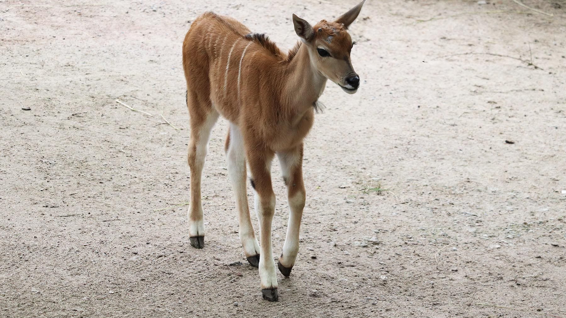 Gehen klappt schon ganz gut: Die kleine Elenantilope Nadia hat bereits ihr Außengehege im Tierpark Hagenbeck erkundet.