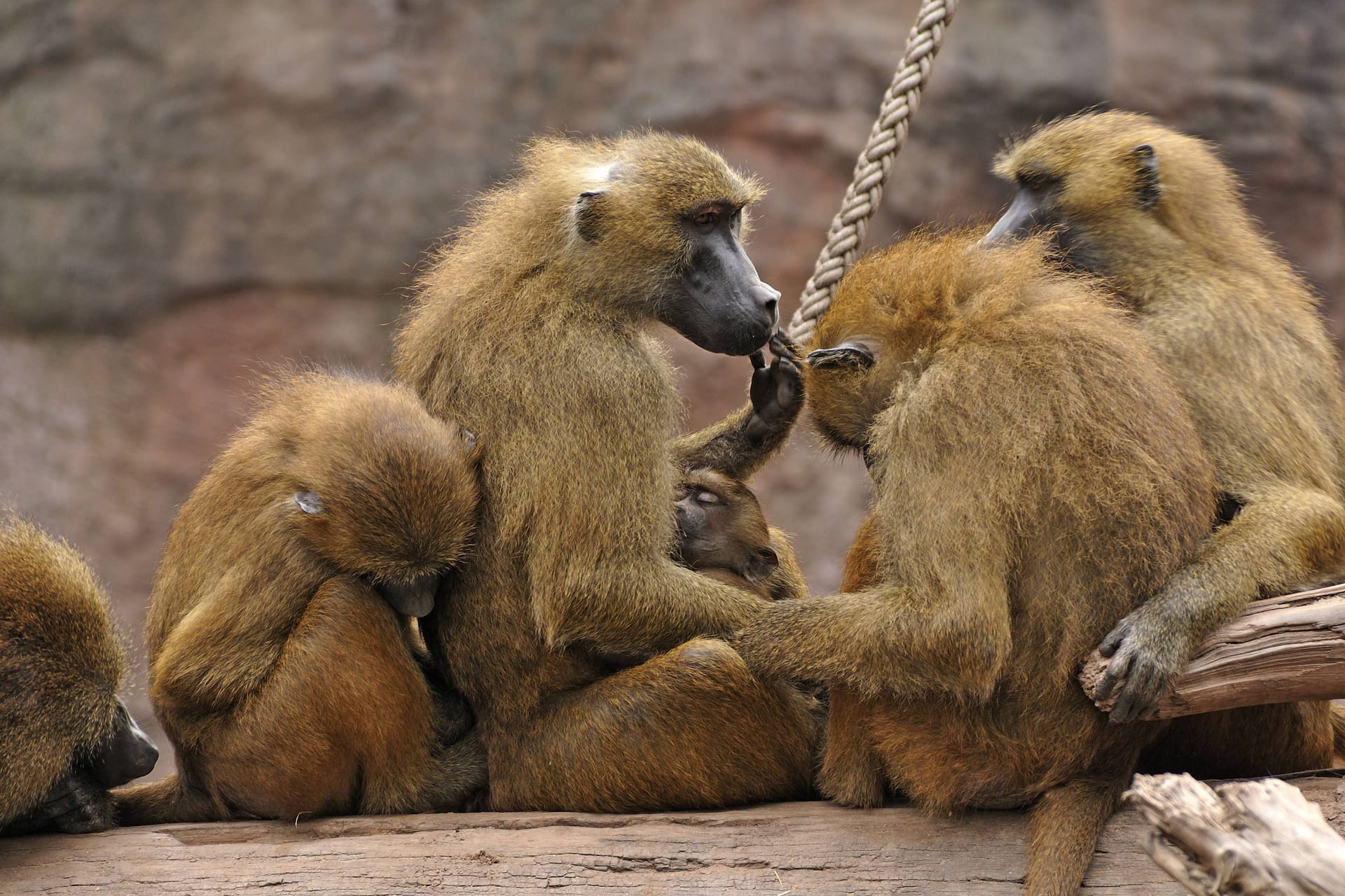 Die Guinea-Pavianen im Tiergarten Nürnberg (Archivbild): In der Gruppe kommt es nach Angaben des Zoos immer wieder zu Konflikten.