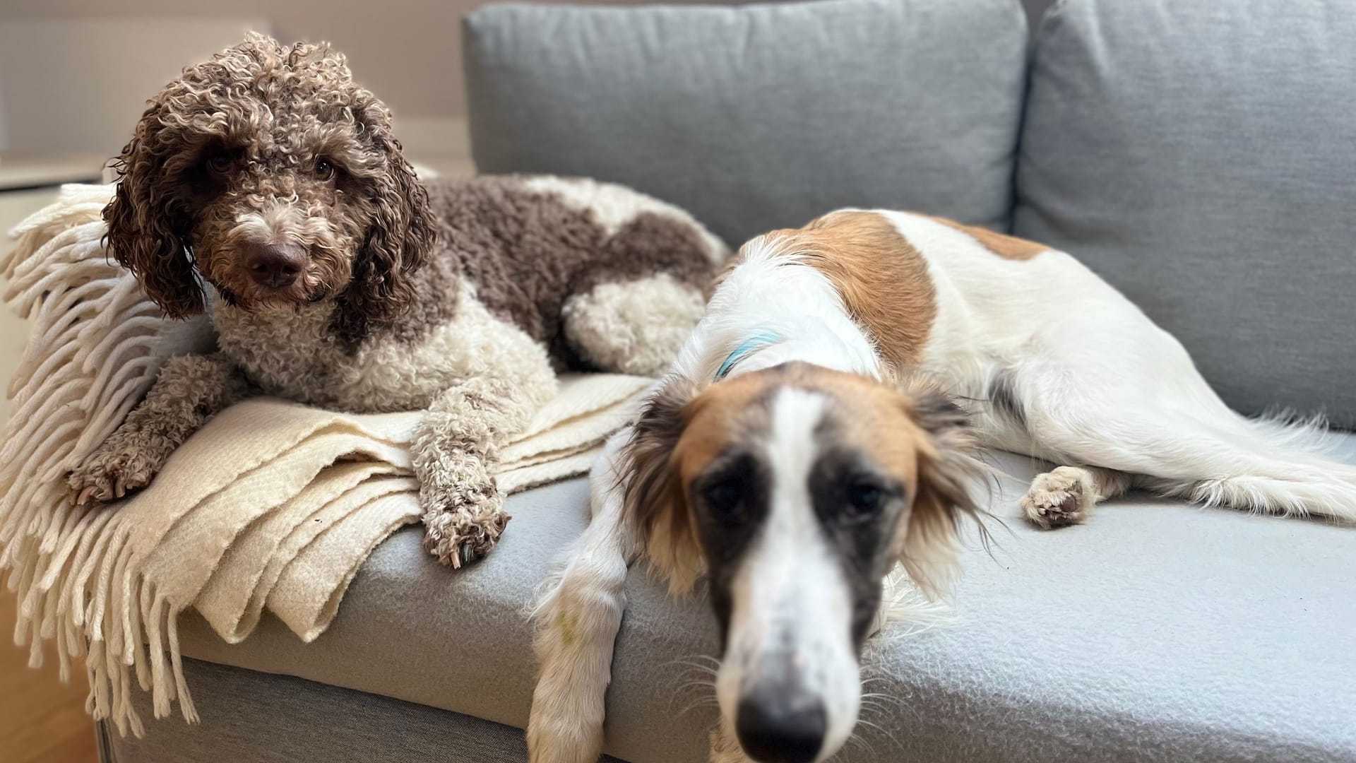 Hunde gehören zu den beliebtesten Haustieren weltweit