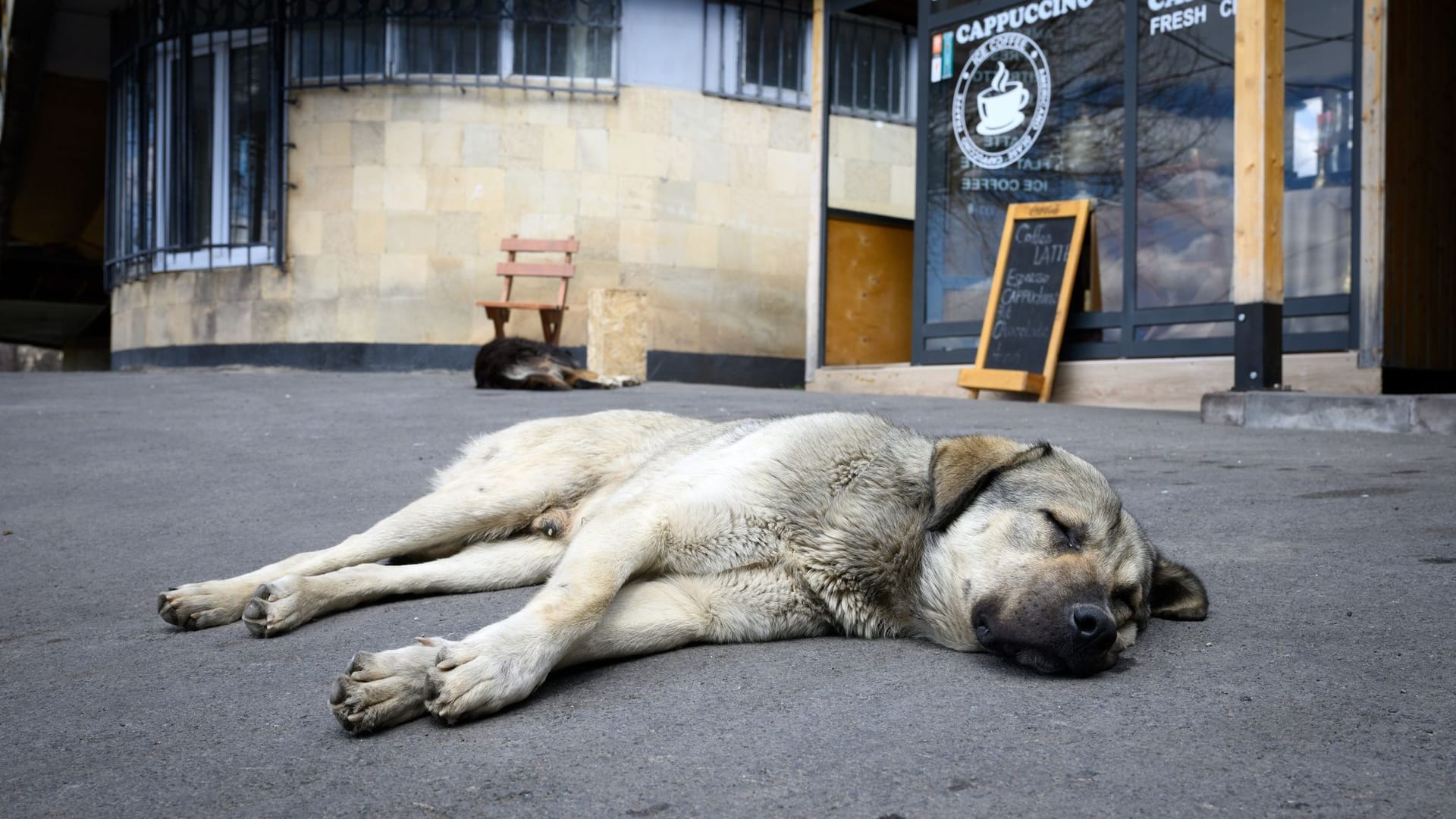 Straßenhunde Straßenhunde