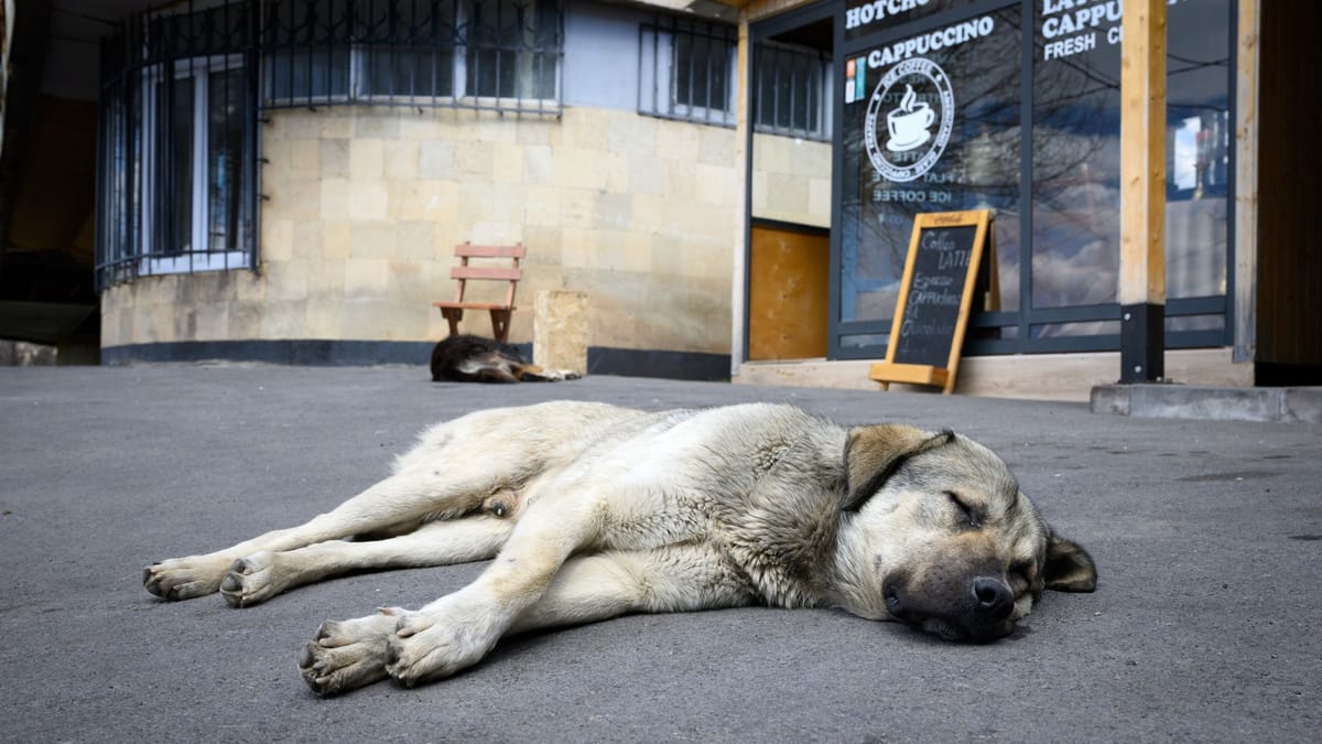 Import von Hunden - Wohnungsknast statt Straßenglück?