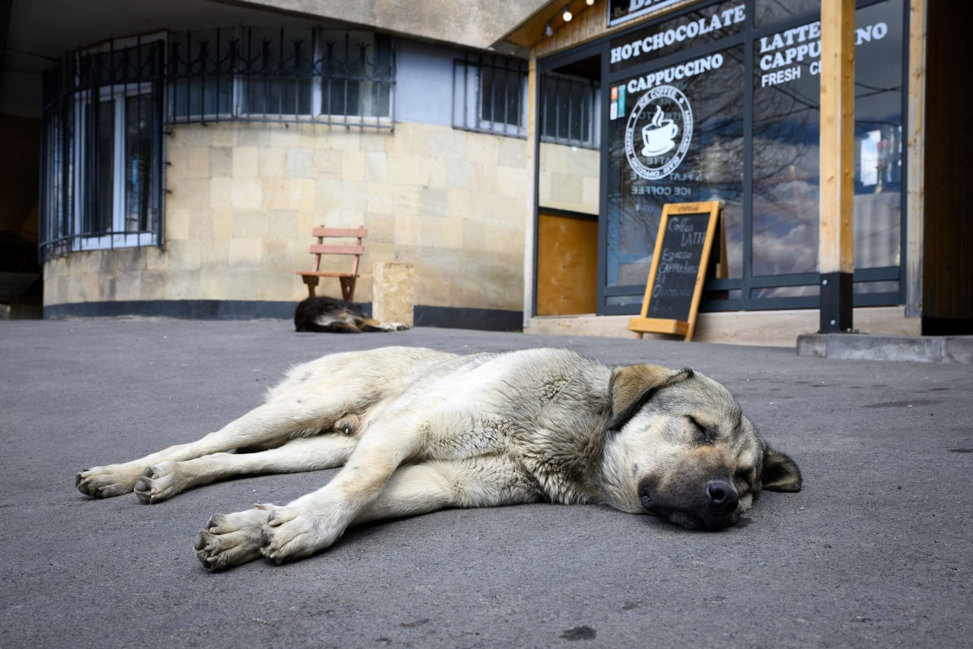 Straßenhunde
