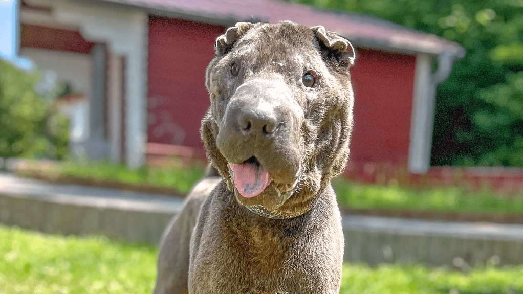 Shar Pei-Rüde Zhen im Tierheim Salzgitter: Er lebt seit vier Monaten in der Einrichtung.