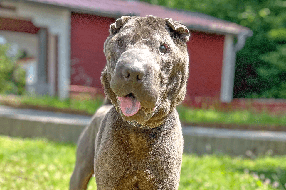Shar Pei-Rüde Zhen im Tierheim Salzgitter: Er lebt seit vier Monaten in der Einrichtung.