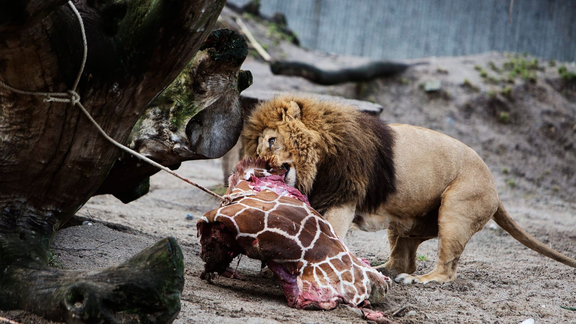 Löwe im Zoo bekommt Giraffe als Mahlzeit