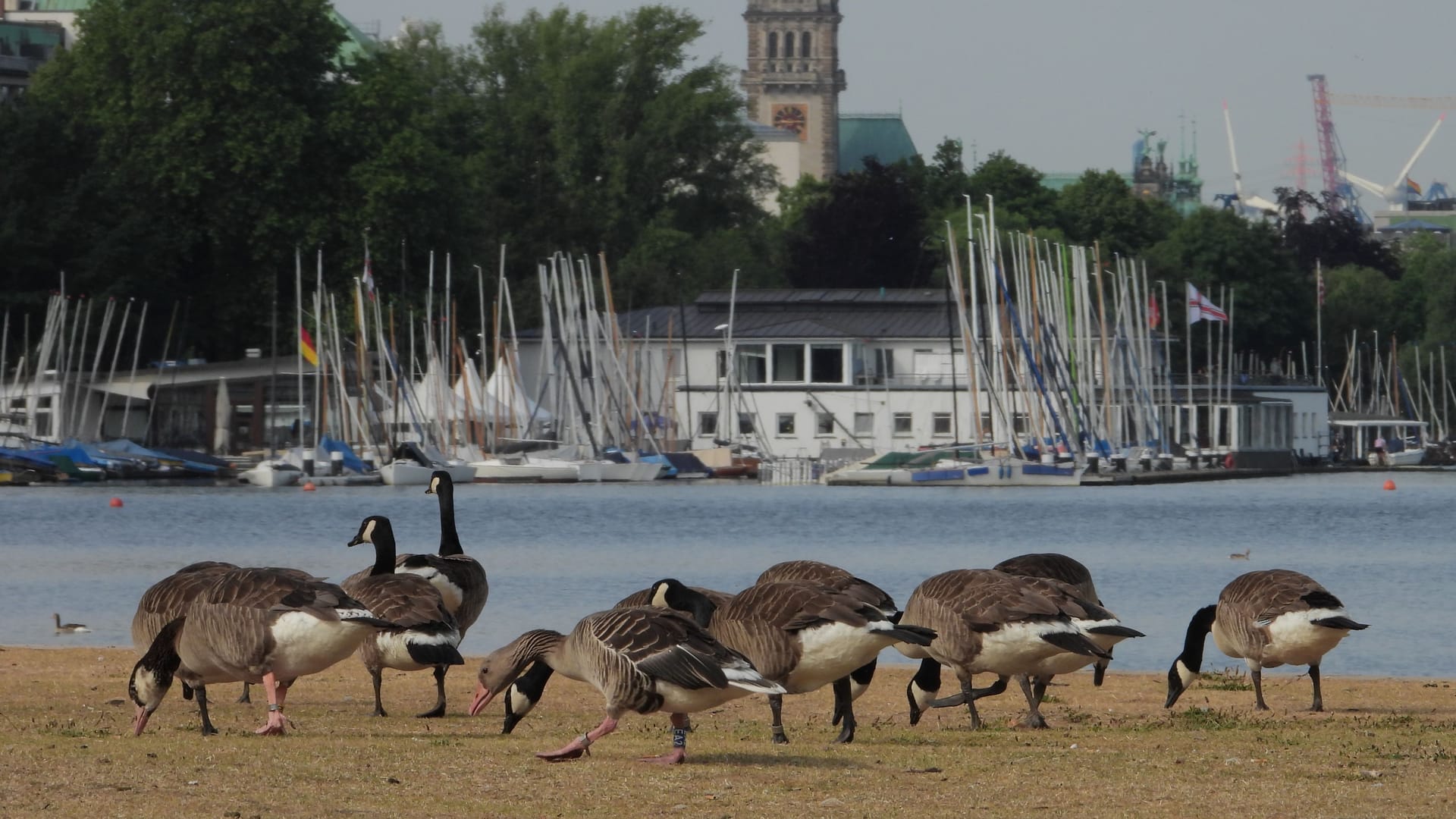 Gänse am Alsterufer: Besonders am Schwanenwik klagen Anwohner über verschmutzte Wiesen und beschädigte Uferbereich. Gänse am Alsterufer: Besonders am Schwanenwik klagen Anwohner über verschmutzte Wiesen und beschädigte Uferbereich.