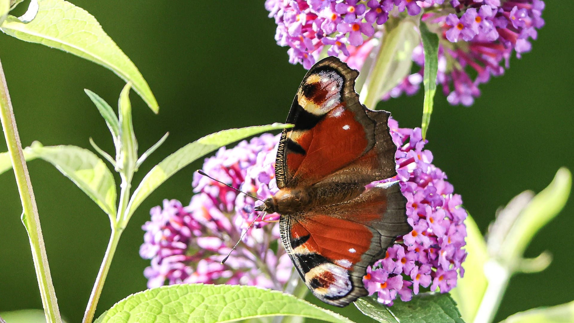 imago images 0825090053