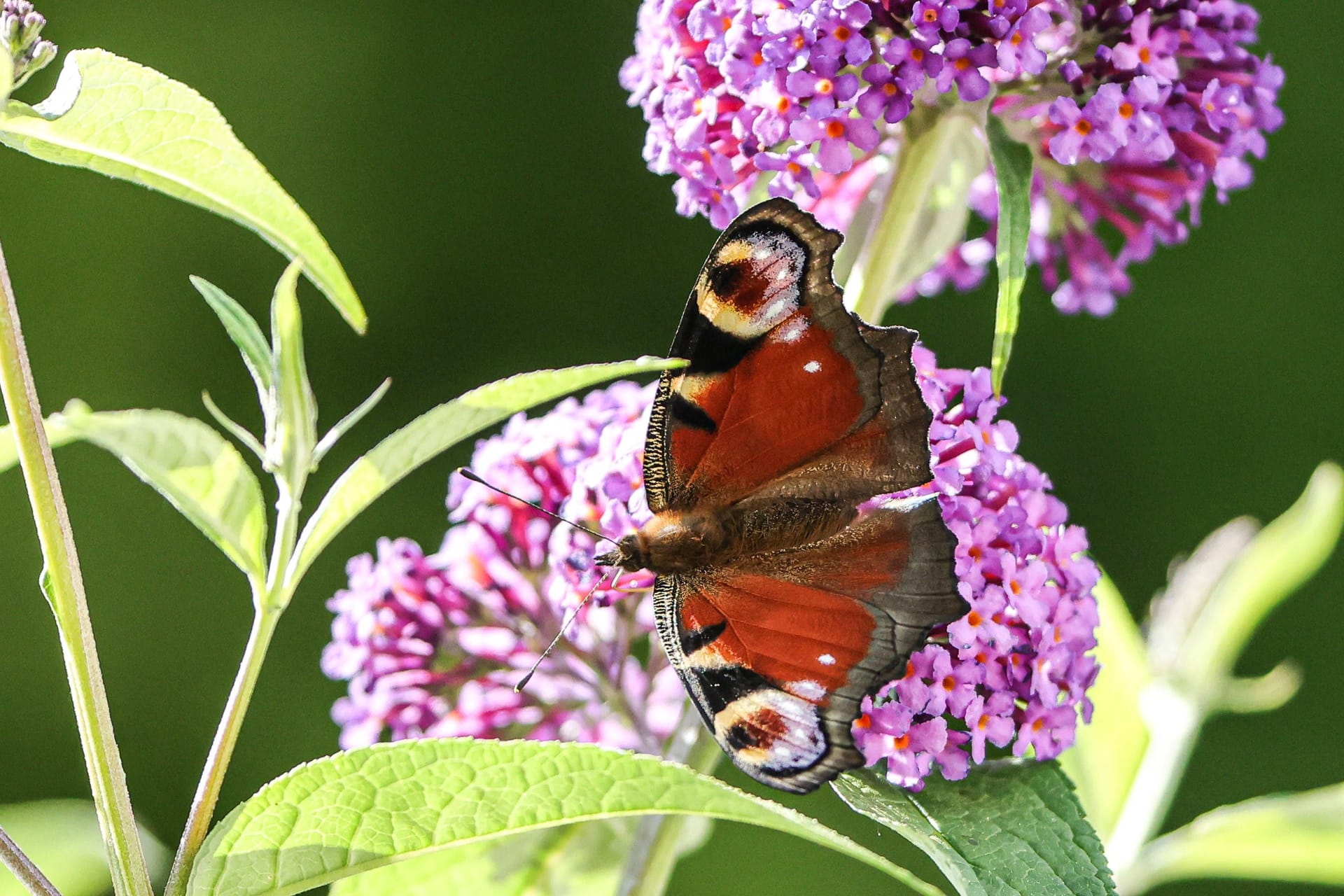 imago images 0825090053