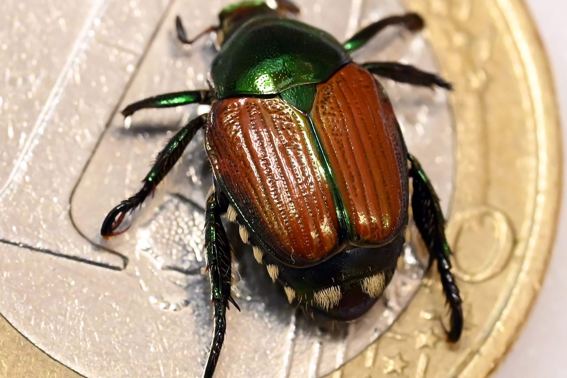 Präparierter Japankäfer (Popillia japonica) auf einer Euro-Münze