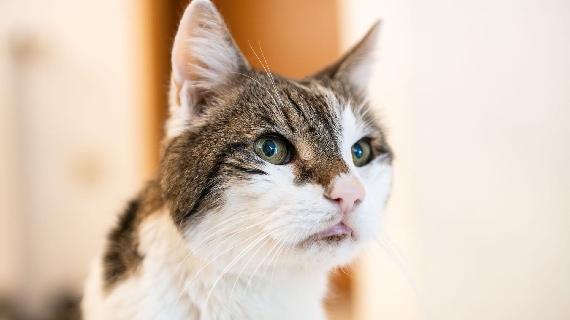 Ein Kater Ein Kater