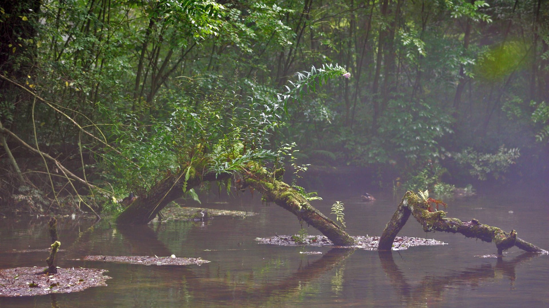 Quelle der Rhume bei Rhumspringe (Archivbild): Rundherum siedeln sich zahlreiche Tierarten an.