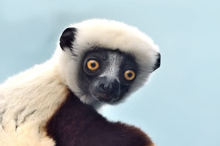 Das Coquerel-Sifakas-Weibchen Euphemia: Gemeinsam mit Herkules soll es für Nachwuchs in Köln sorgen.