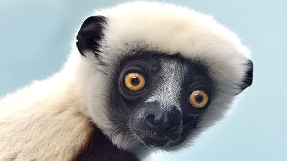 Das Coquerel-Sifakas-Weibchen Euphemia: Gemeinsam mit Herkules soll es für Nachwuchs in Köln sorgen.