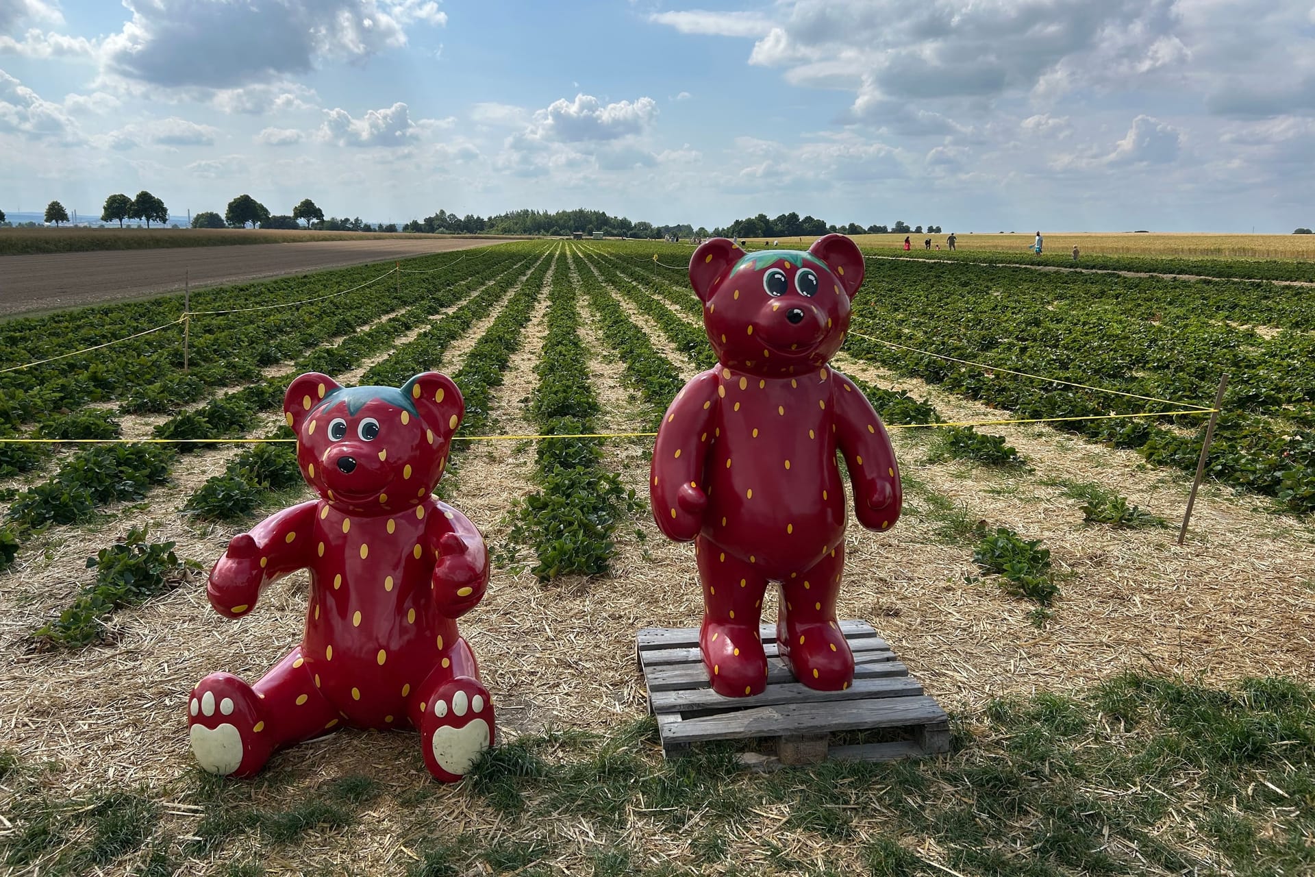 Rote Figuren vor dem Feld in Evessen: Hier pflücken die Besucher jedes Jahr im Sommer Erdbeeren selbst.