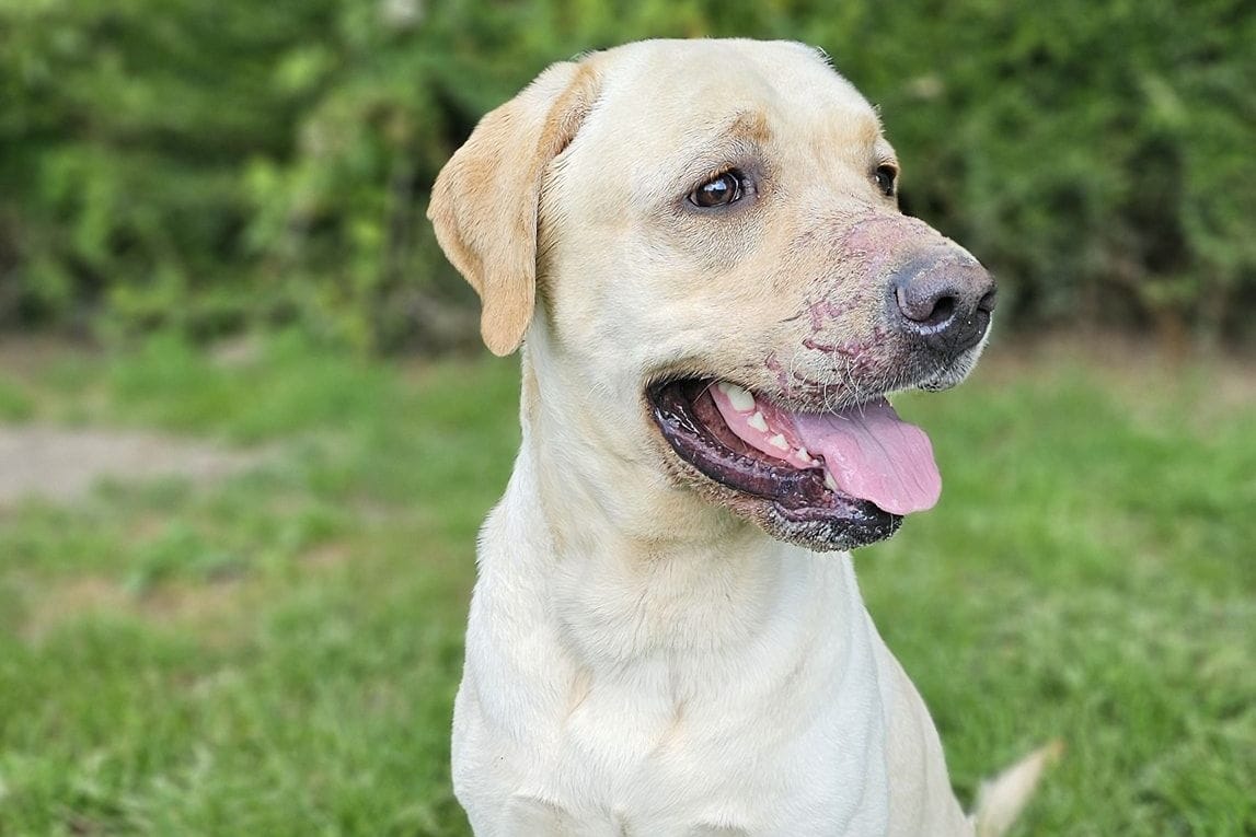 Labrador Haribo: Der Hund wurde ausgesetzt.