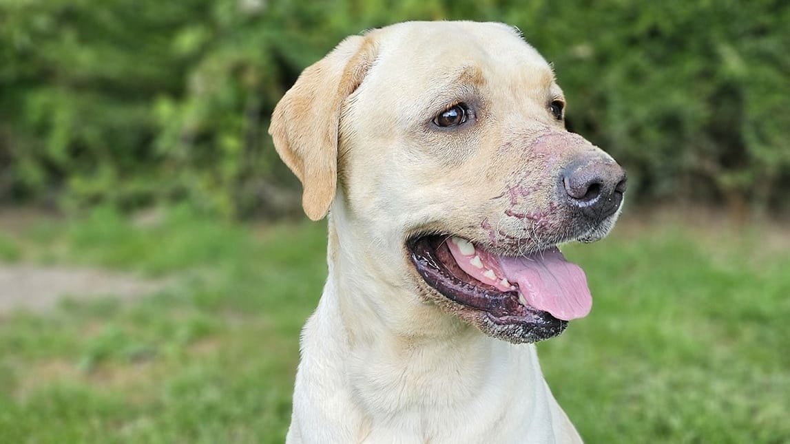 Labrador Haribo: Der Hund wurde ausgesetzt.