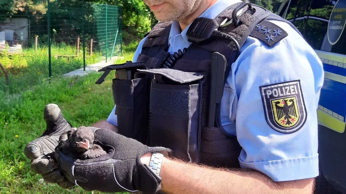 Bundespolizist hält Küken in der Hand: Auch die Feuerwehr unterstützte kurze Zeit später die Rettungsaktion. Bundespolizist hält Küken in der Hand: Auch die Feuerwehr unterstützte kurze Zeit später die Rettungsaktion.