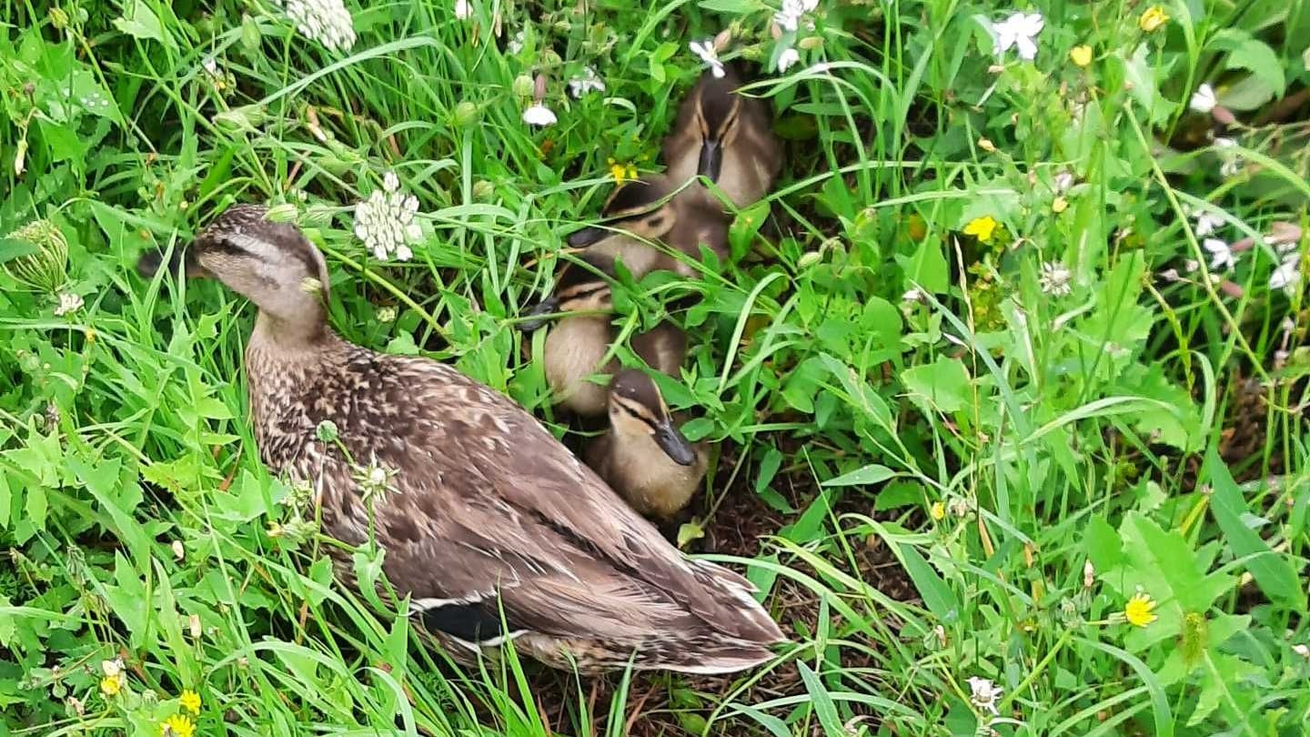 Die Entenmutter mit ihren Küken: Ihr gefährlicher Ausflug ging noch einmal gut.
