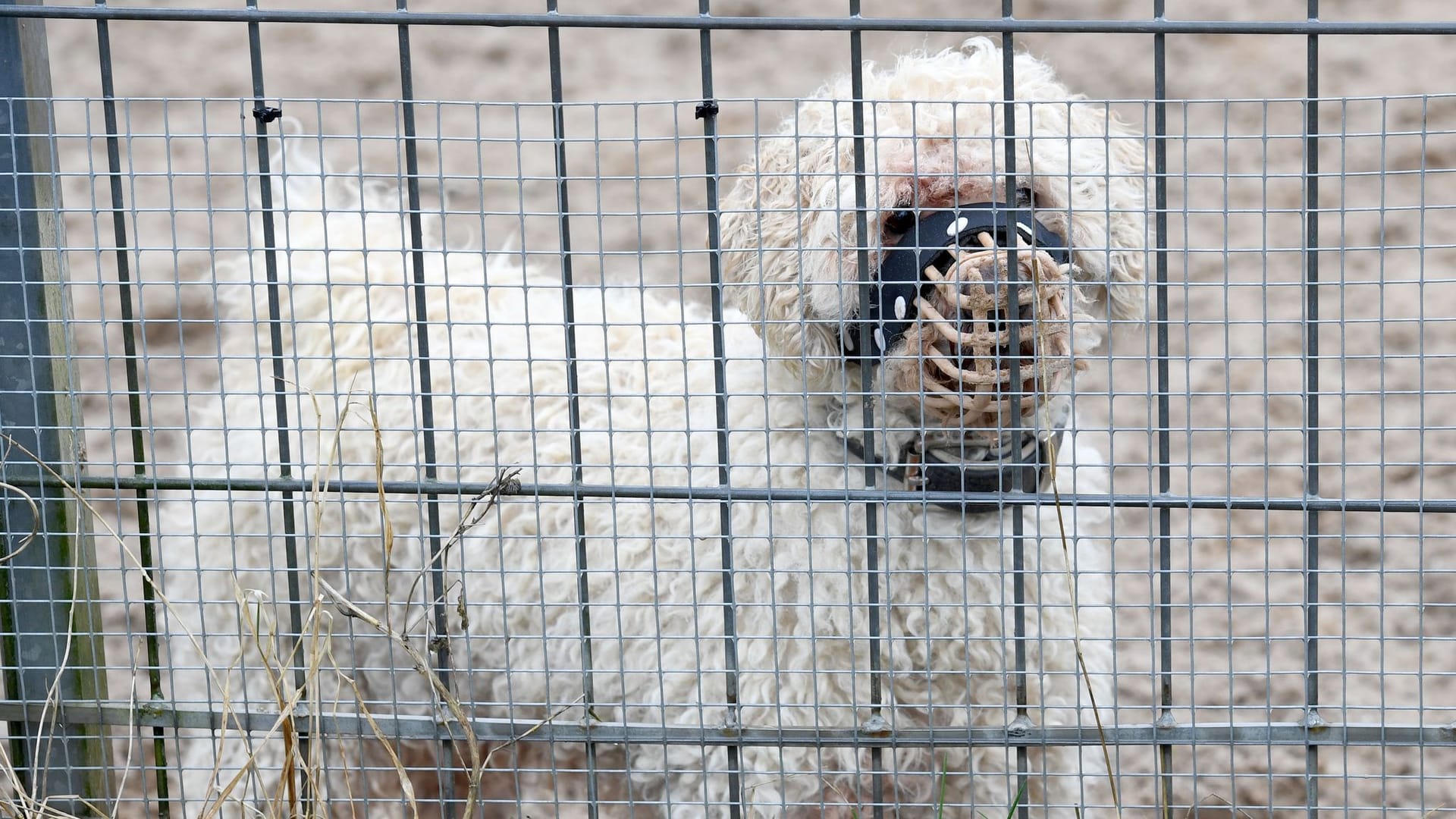 Problemhunde im Tierheim
