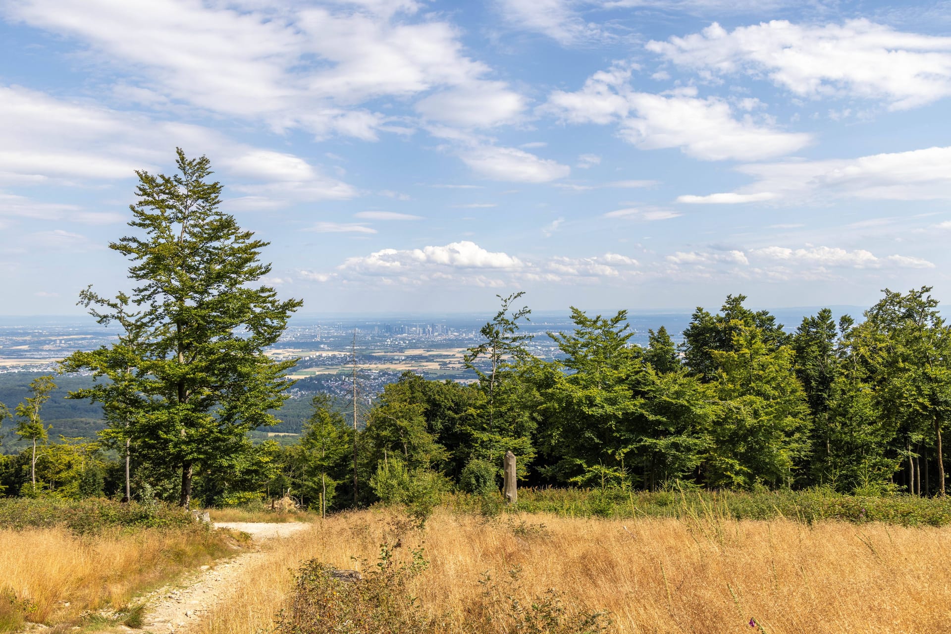 Waldstück vor Frankfurt am Main (Symbolfoto): Im vergangenen Herbst soll in einem Wald bei Frankfurt eine Minderjährige vergewaltigt worden sein.