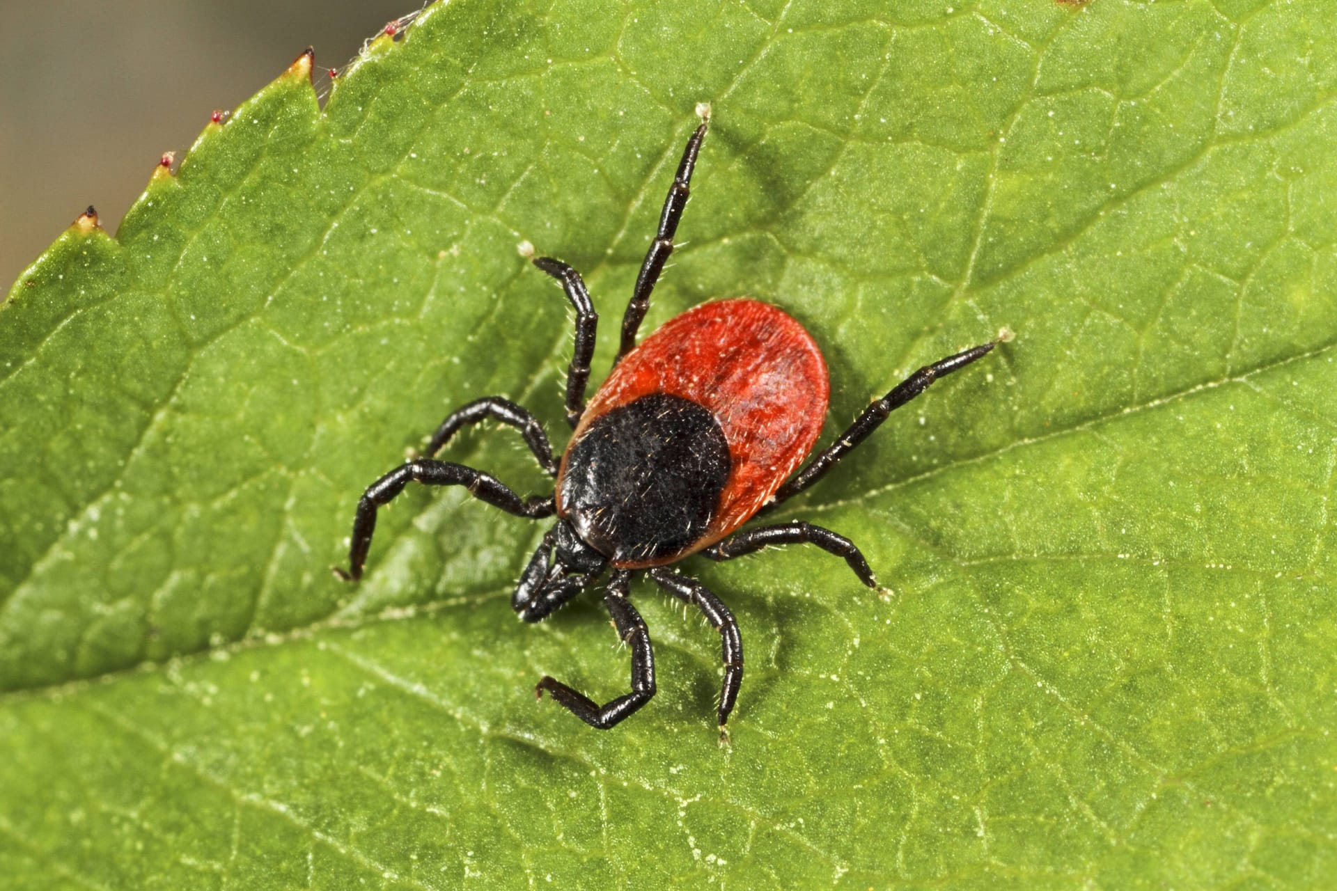 imago 80524300