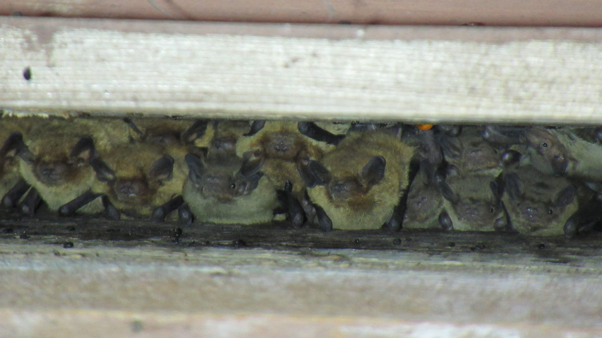 Die Rauhautfledermäuse sind Schwesternarten der Zwergfledermaus, die bei den Bauers ihr Quartier bezogen haben. Sie bewohnen gern Spaltenquartiere an der Außenwand von Gebäuden.