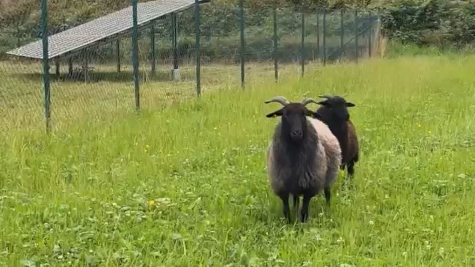 Zwei der entlaufenen Schafe: Mit einem Trick lockten die Beamten die Tiere zurück in ihr Gehege.