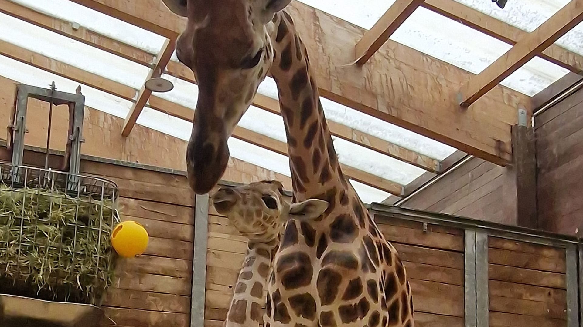 Giraffennachwuchs im Leipziger Zoo Giraffennachwuchs im Leipziger Zoo