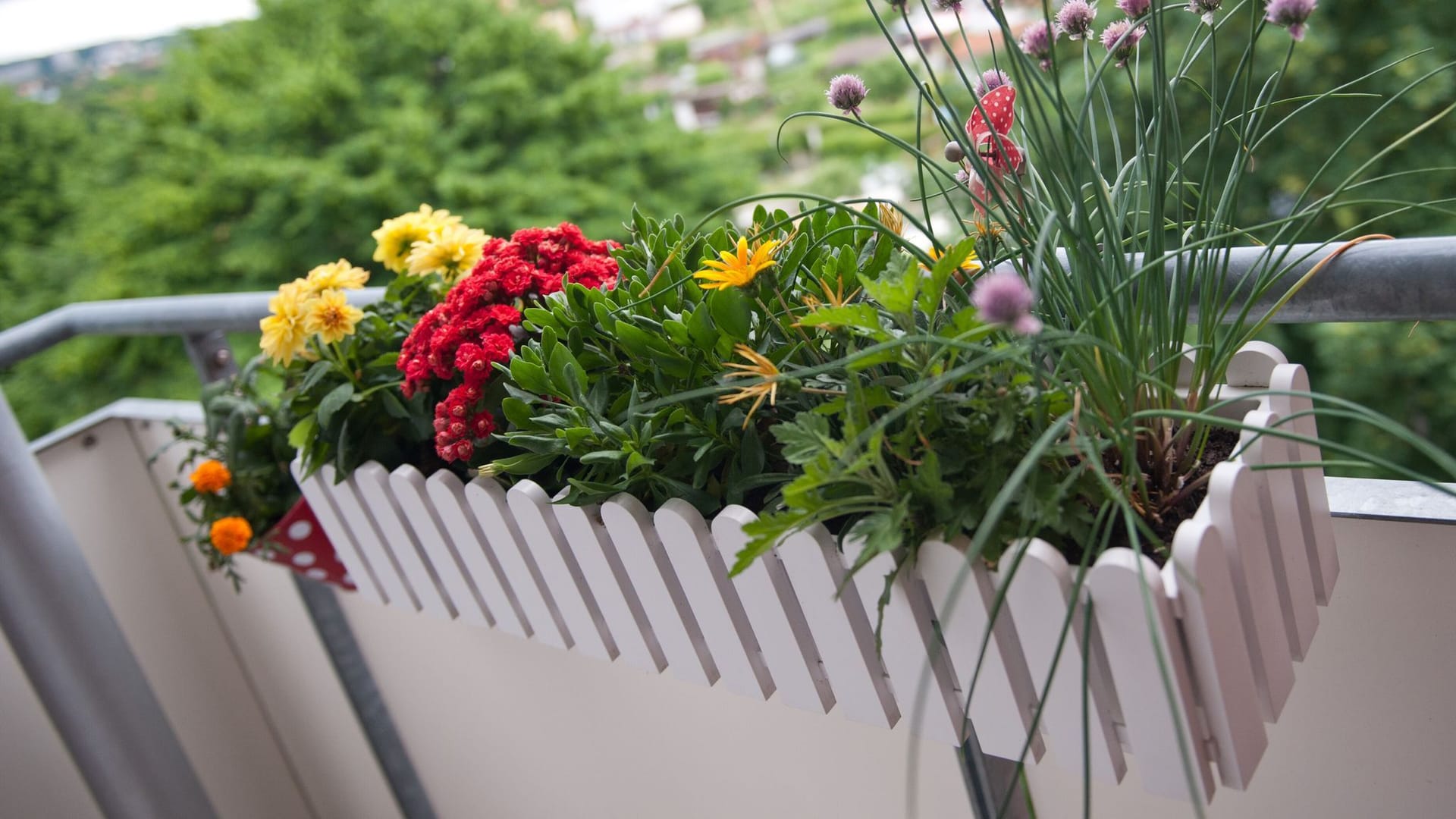 Blumenkasten auf dem Balkon Blumenkasten auf dem Balkon