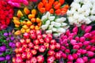 Über Schönheit, Spekulation und den Wert einer Tulpe