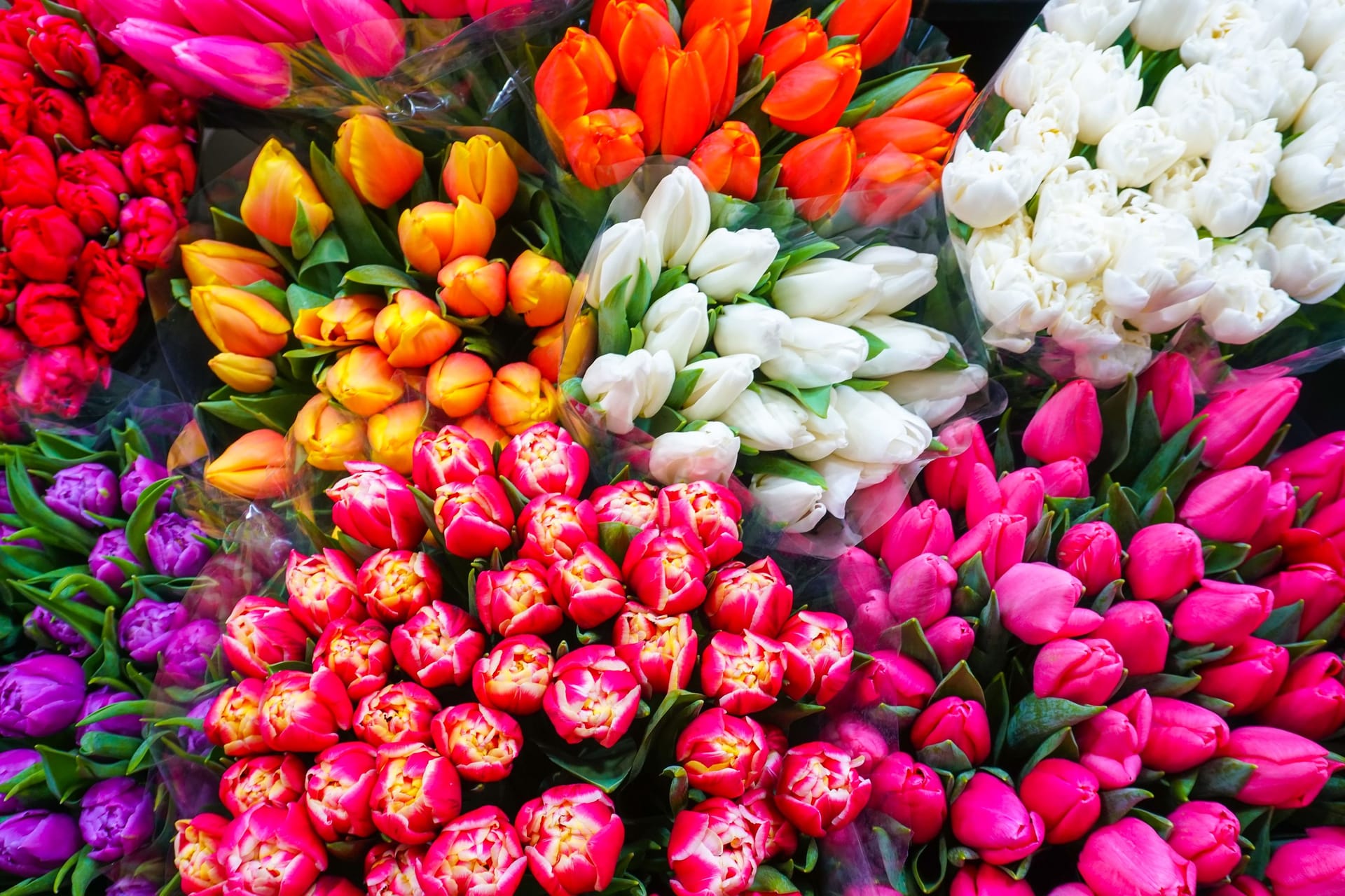 Tulpen in vielen verschiedenen Farben