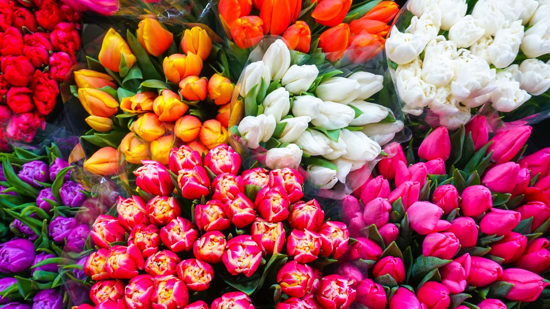Tulpen in vielen verschiedenen Farben
