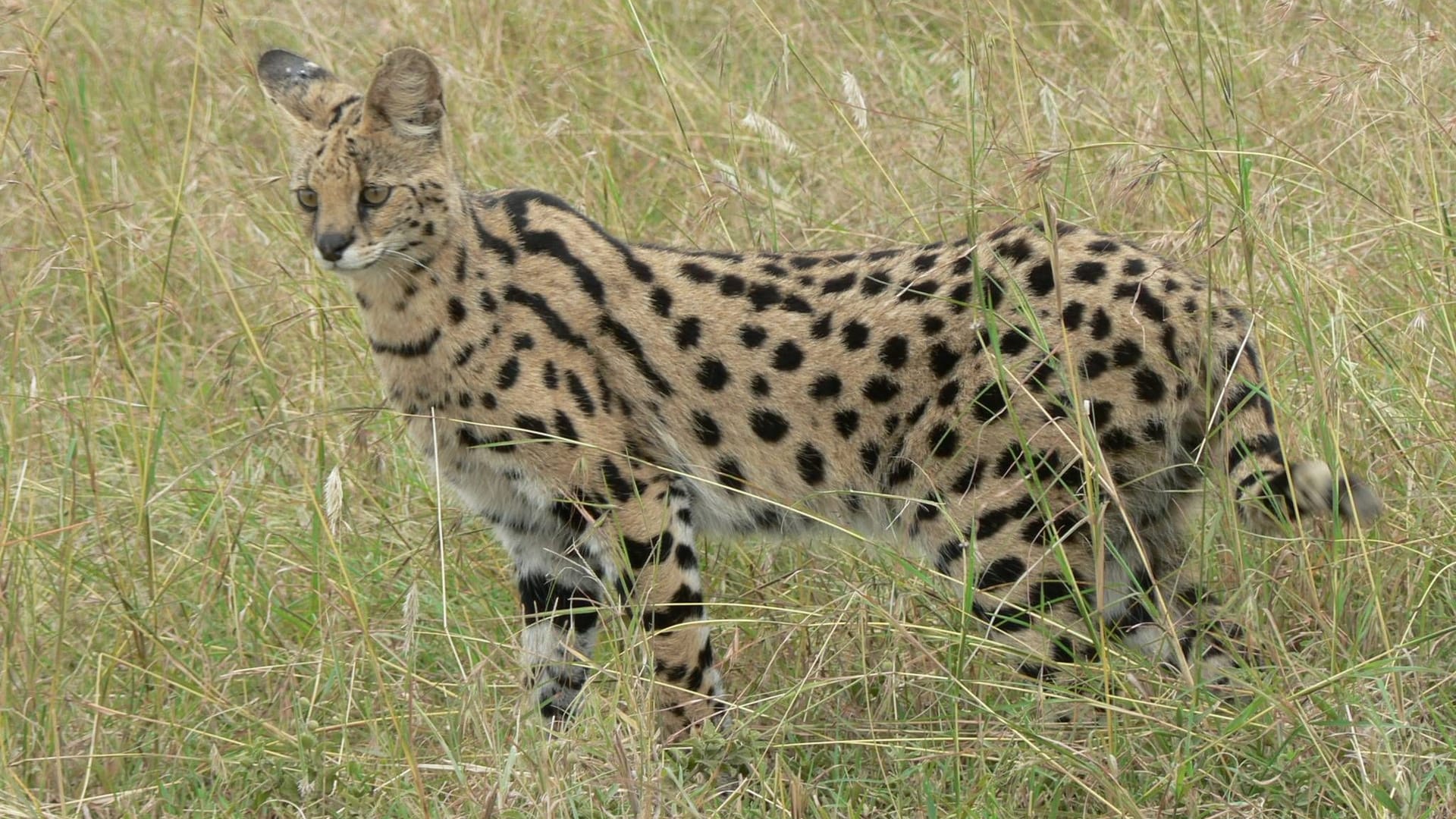 Eine Servalkatze in Tanzania: In Reinbek ist das Tier aus privater Haltung verschwunden.