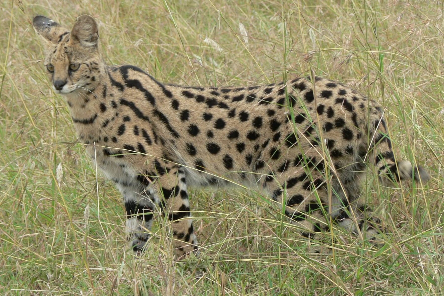 Eine Servalkatze in Tanzania: In Reinbek ist das Tier aus privater Haltung verschwunden.