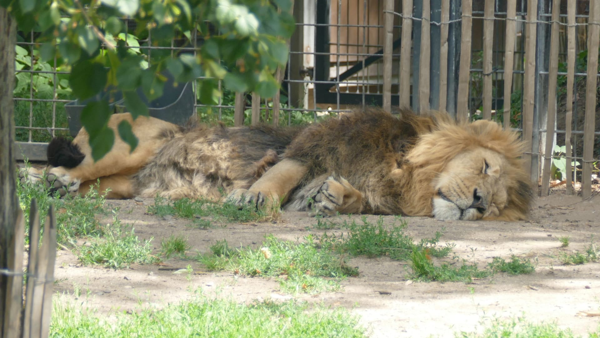 Löwen im Kölner Zoo: Während im Netz eine Grundsatzdebatte tobt, entspannen die Tiere in ihrem Gehege. Löwen im Kölner Zoo: Während im Netz eine Grundsatzdebatte tobt, entspannen die Tiere in ihrem Gehege.