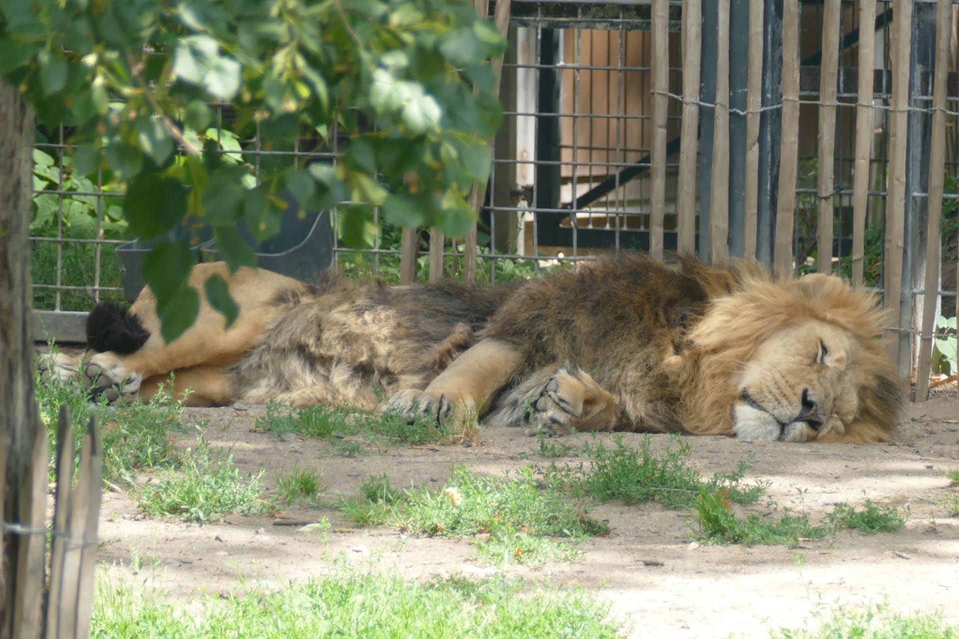 Löwen im Kölner Zoo: Während im Netz eine Grundsatzdebatte tobt, entspannen die Tiere in ihrem Gehege. Löwen im Kölner Zoo: Während im Netz eine Grundsatzdebatte tobt, entspannen die Tiere in ihrem Gehege.