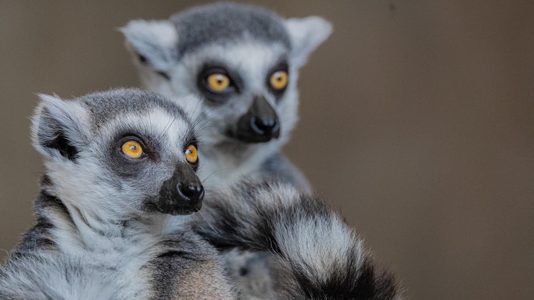 Zwei Kattas aus dem Tierpark Hagenbeck: Die Lemuren leben eigentlich auf Madagaskar – in Hamburg hausen sie im Tropen-Aquarium.