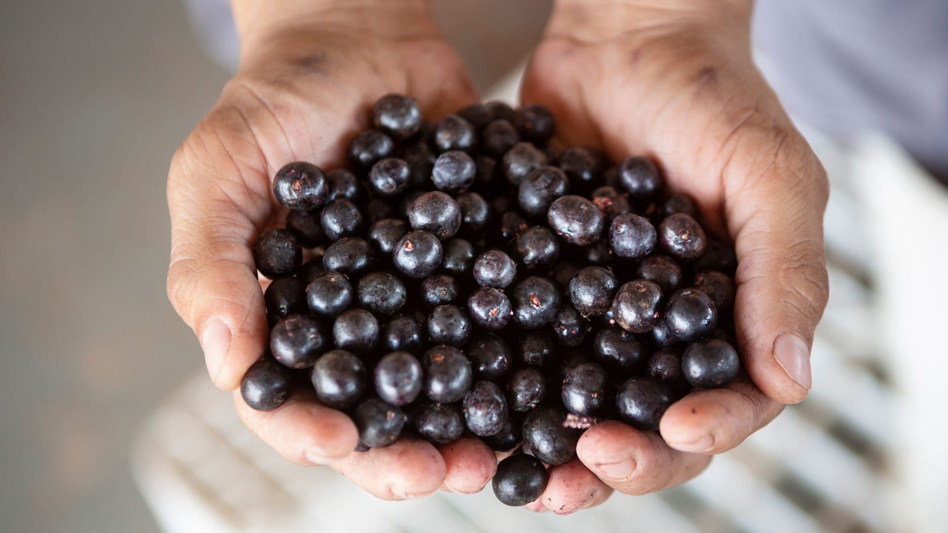 Frische Acai-Beeren: Sie ähneln optisch und von den Inhaltsstoffen schwarzen Johannisbeeren.
