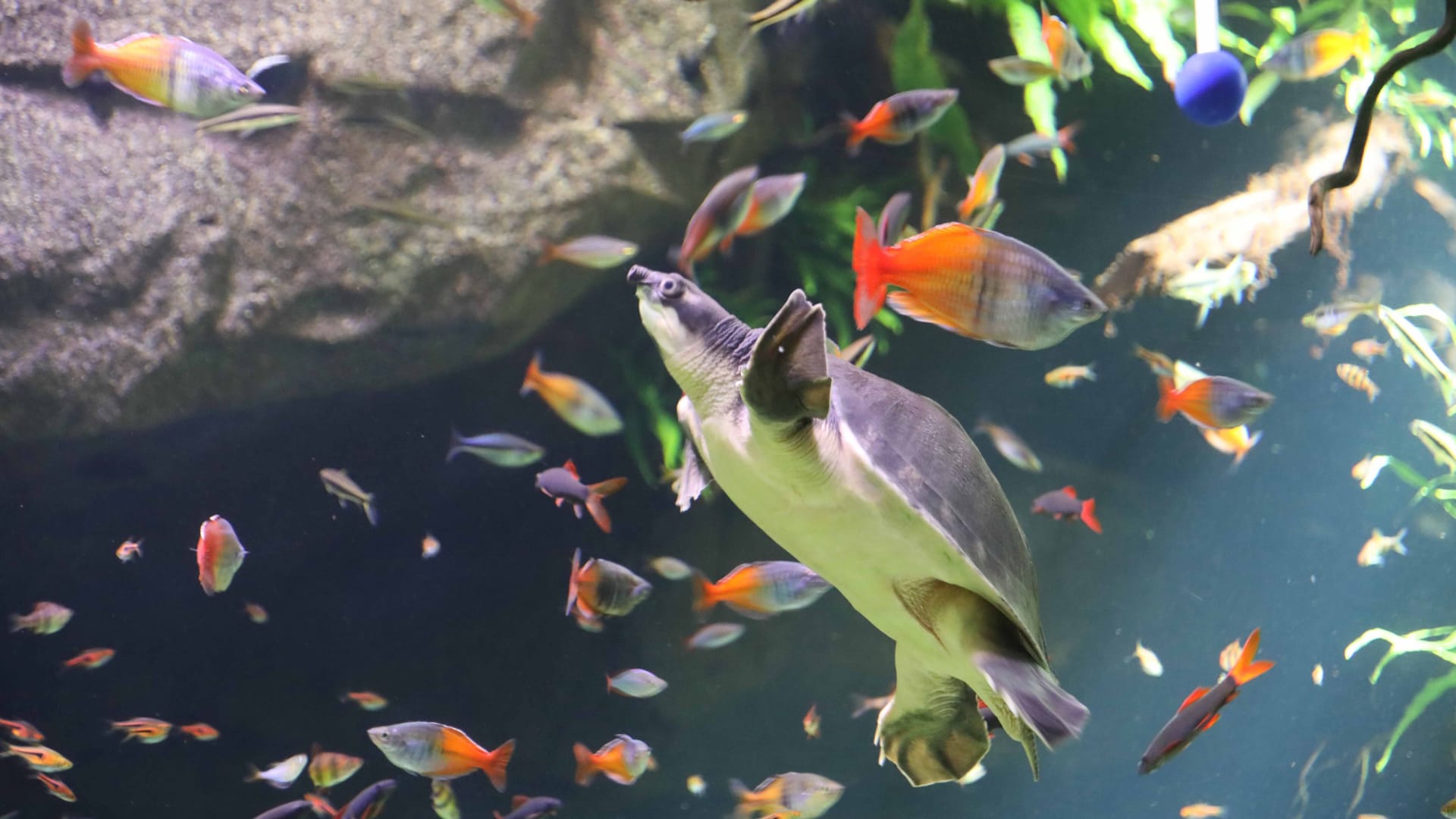 Eine Papua-Weichschildkröte im Tropen-Aquarium bei Hagenbeck: Die Tiere leben vor allem in Neuguinea und im Norden Australiens.
