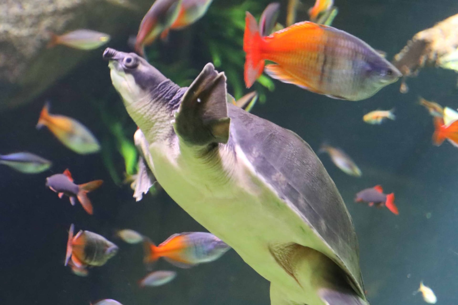 Eine Papua-Weichschildkröte im Tropen-Aquarium bei Hagenbeck: Die Tiere leben vor allem in Neuguinea und im Norden Australiens.