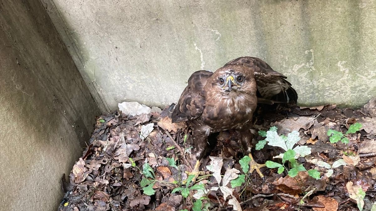 Bussard Hugo: Die Feuerwehr musste am Samstag den Vogel aus einer misslichen Lage befreien.