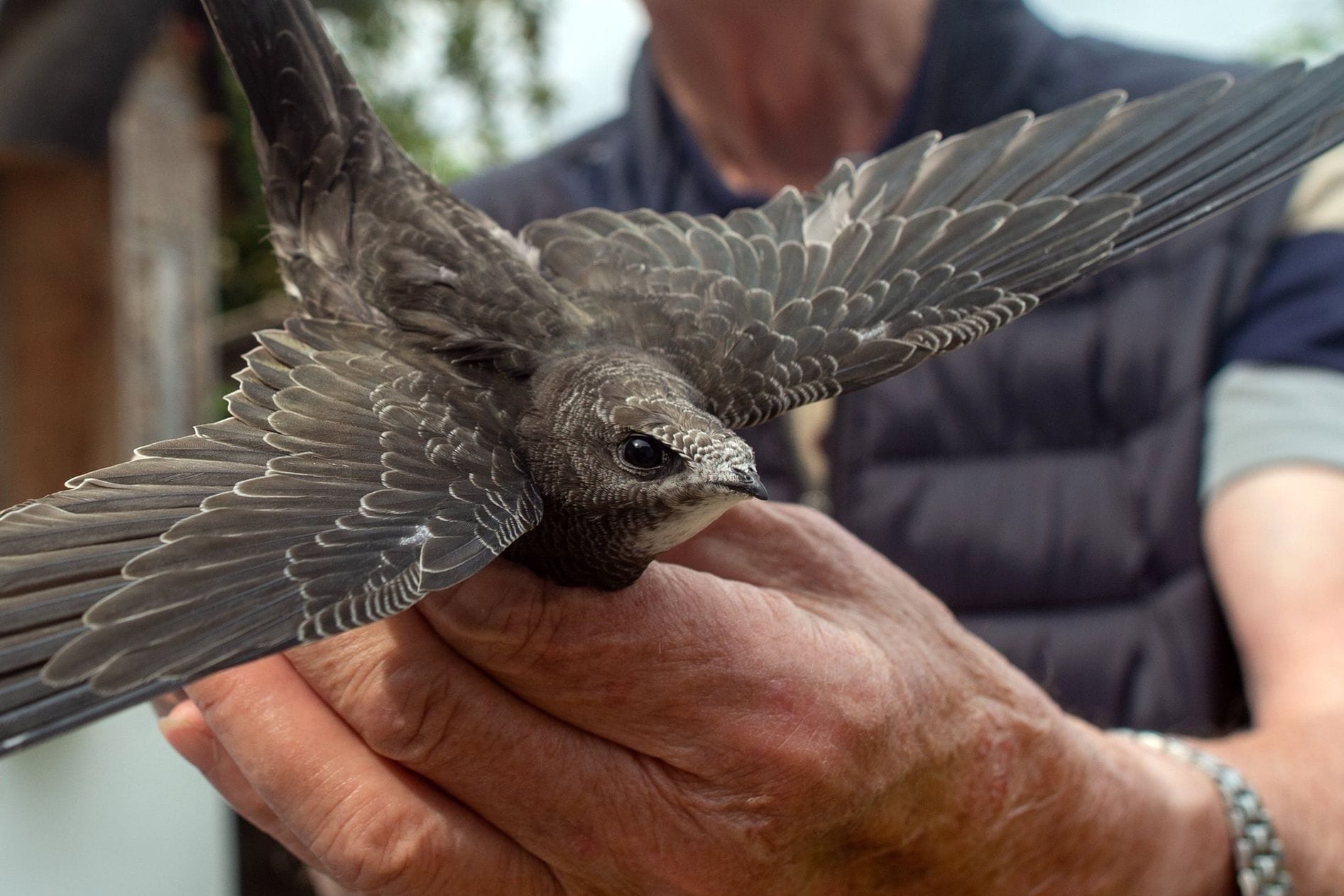 Ein Mauersegler (Archivbild): Die Vögel leben oft in kleinen Nischen in Dächern.